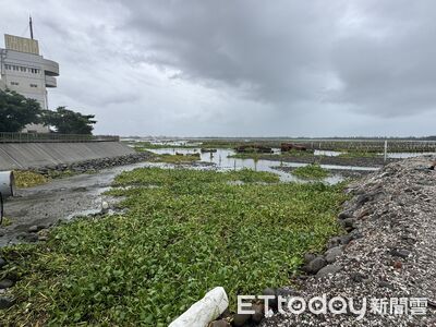 台南布袋蓮大軍壓境北門潟湖　林俊憲會勘要求加速清除