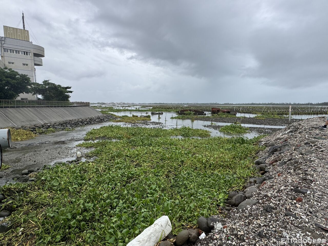台南布袋蓮大軍壓境北門潟湖 林俊憲會勘要求加速清除 | ETtoday地方新聞 | ETtoday新聞雲