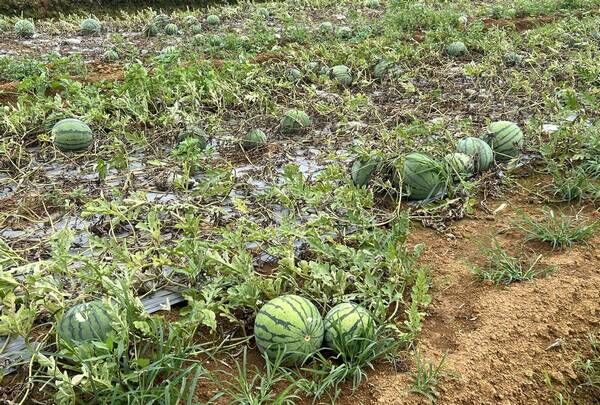 桃園西瓜田梅雨災損43公頃 農業局瓜果產區勘災 | ETtoday地方新聞 | ETtoday新聞雲