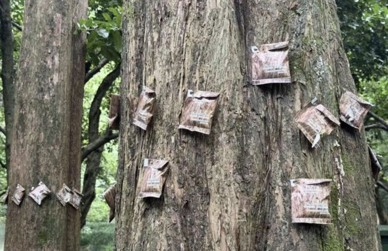 ▲杭州西湖景區採取「以蟲攻蟲」的方式替樹木驅除蟲害。（圖／翻攝極目新聞）