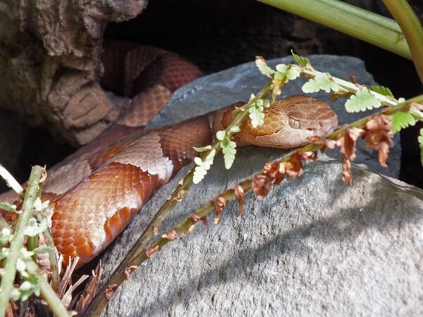 ▲北卡羅來納州常有銅頭蛇（Copperhead）出沒。（圖／達志影像／美聯社）