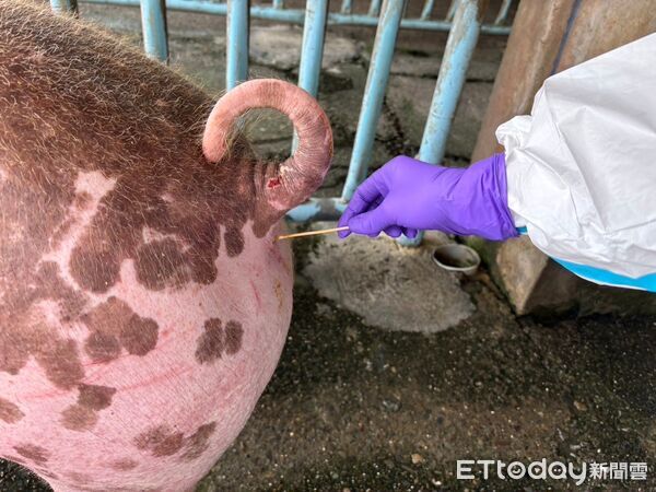 ▲台南市動物防疫保護處首度於第28屆國際豬病學會大會發表2篇豬病相關壁報論文。（記者林東良翻攝，下同）
