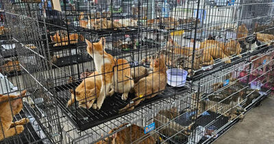 現場大量活貓與死貓！越南警破獲竊貓集團逮9人　逾400隻貓待宰