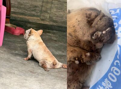 法鬥滿身壁蝨慘死畫面曝!飼主1年前疑曾不給水還咒:渴死最好