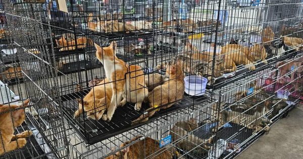 現場大量活貓與死貓！越南警破獲竊貓集團逮9人　逾400隻貓待宰