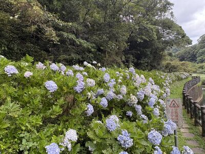 新北「溪畔繡球花秘境」美到7月中
