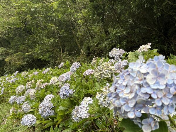 ▲位於坪林與雙溪交界的「灣潭古道」繡球花今花況約6-7成。（圖／新北市景觀處提供）