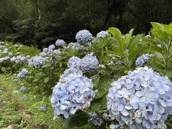▲位於坪林與雙溪交界的「灣潭古道」繡球花今花況約6-7成。（圖／新北市景觀處提供）