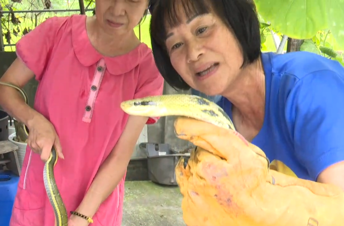 比人還高!180cm蛇對峙小貓 女漢子里長霸氣出手秒成瓶中物 | ETtoday社會新聞 | ETtoday新聞雲