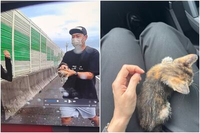 國道一號驚見垂死小貓!他冒險衝下車搶救 竟是大咖天團成員