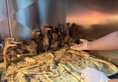 竹圍漁港鷺鷥雛鳥受施工影響掉落 農業局搶救安置26隻雛鳥