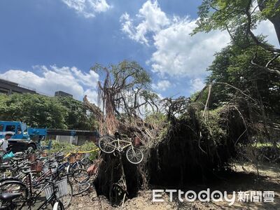 獨/台大宿舍大樹倒塌 腳踏車壓爛「被樹根吊空中」畫面曝