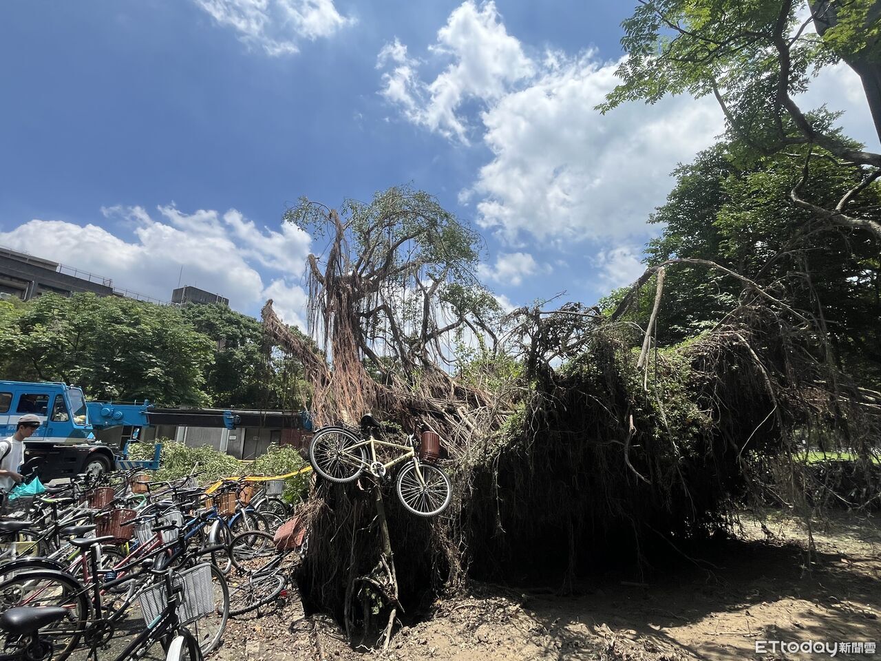 獨/台大宿舍大樹倒塌 腳踏車壓爛「被樹根吊空中」畫面曝 | ETtoday生活新聞 | ETtoday新聞雲