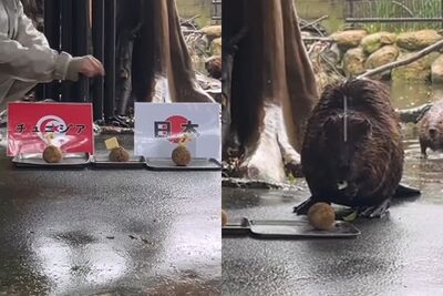 日本動物園「河狸媽媽」爆紅!神預測踢贏突尼西亞 萌樣曝光