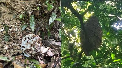 登山除草誤闖蜂巢險象環生 新北動保揭虎頭蜂防身秘訣