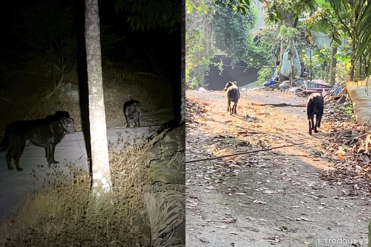 「放養」多隻大狗咬死家犬!惡飼主勸不聽...挨罰5萬3再移送檢方 | ETtoday社會新聞 | ETtoday新聞雲