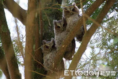 實地深入學習與森林住民和平共處 奧萬大8月推野生動物調查研習班