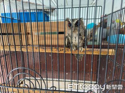 新北男捕捉「貓頭鷹、台灣獼猴」當寵物 臉書炫耀遭檢舉法辦