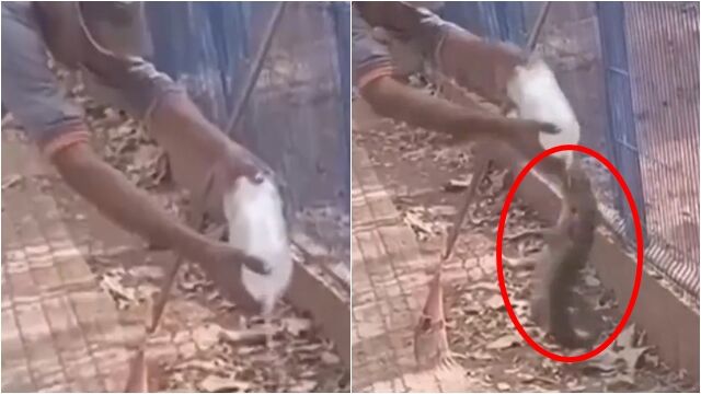 餵路邊蜥蜴喝水! 巴西男「遭飛撲狠咬」手指沒了 | ETtoday國際新聞 | ETtoday新聞雲