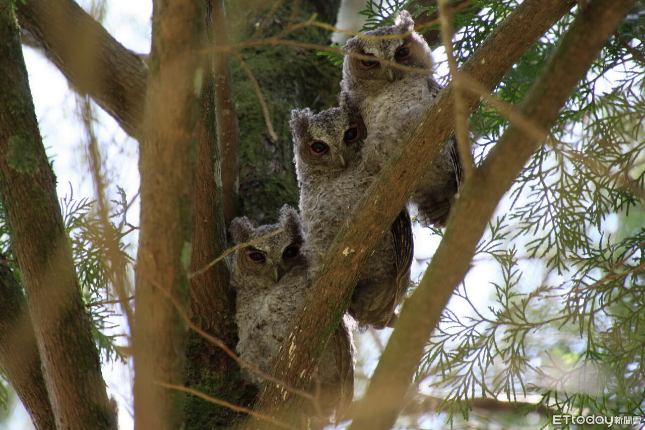實地深入學習與森林住民和平共處 奧萬大8月推野生動物調查研習班 | ETtoday地方新聞 | ETtoday新聞雲