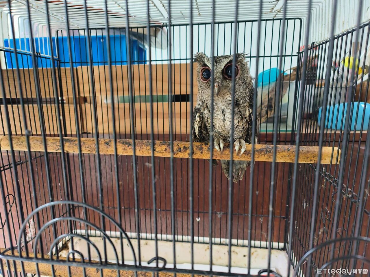 新北男捕捉「貓頭鷹、台灣獼猴」當寵物 臉書炫耀遭檢舉法辦 | ETtoday社會新聞 | ETtoday新聞雲