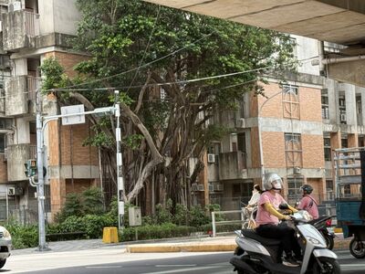 維護通行安全 竹市移除東大路染褐根病榕樹進行土壤防治