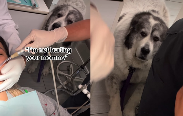 明明自己也超怕　伯恩山犬「堅持陪馬麻看牙醫」聽一句話才安心。（圖／翻攝自Instagram／ritchiethepyr）