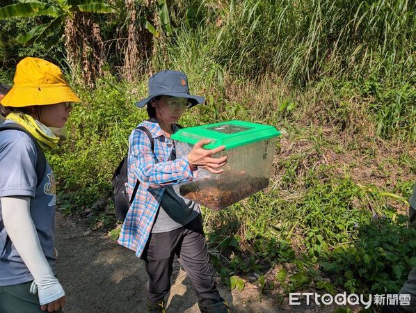 ▲守護「魚池鄉」獨有物種！瀕危「魚池琴蛙」啟動新棲地拓殖野放。（圖／林業保育署南投分署提供）