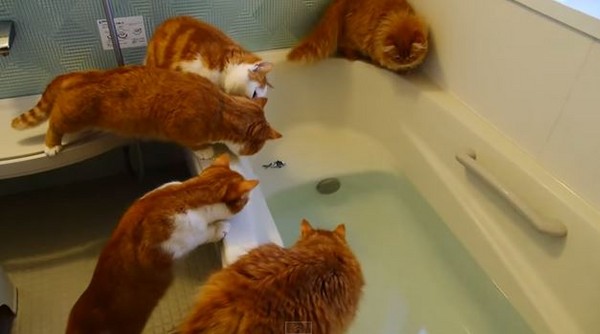 好奇心會殺死貓！喵星人意外跌入浴缸。（圖／翻攝自YouTube）