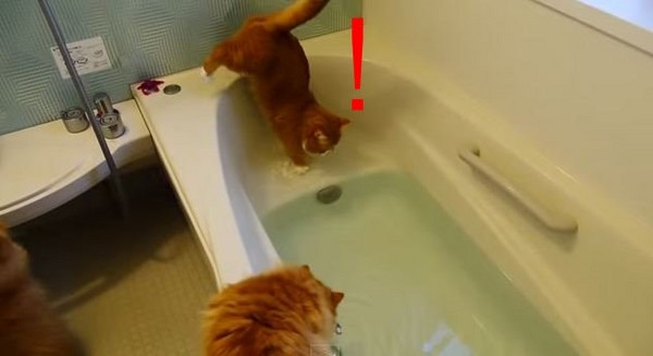 好奇心會殺死貓！喵星人意外跌入浴缸。（圖／翻攝自YouTube）