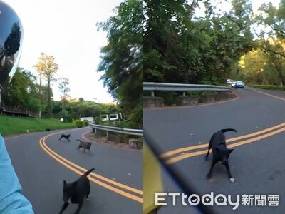 高雄壽山成群野狗亂竄追咬!親子騎車兜風嚇壞 驚險畫面曝