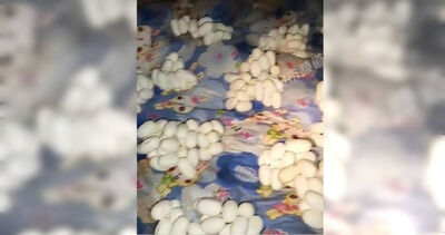 外出工作半年!他回家驚見「屋內堆滿蛇蛋」 網嚇喊:隨時會孵化