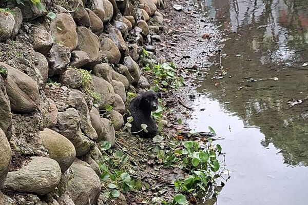 2個月大汪墜3層樓深溝受困　動保員「垂降救援」搖尾討摸超親人。（圖／新北市動保處提供）