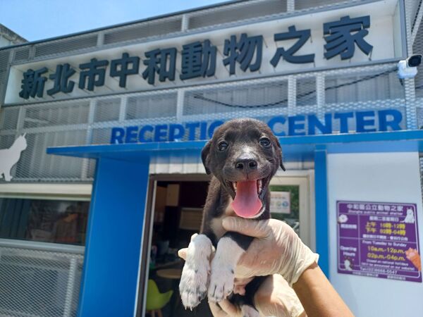 2個月大汪墜3層樓深溝受困　動保員「垂降救援」搖尾討摸超親人。（圖／新北市動保處提供）