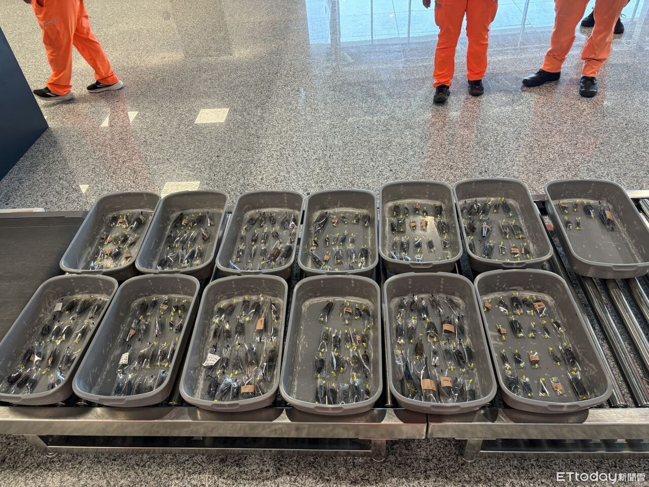 新北男搭機藏248隻活體甲蟲到金門 欲經小三通赴廈門遭攔截 | ETtoday社會新聞 | ETtoday新聞雲