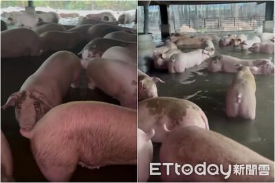 雨彈狂炸屏東!水深逾10cm「豬舍慘況曝」 百隻豬豬泡水中