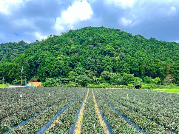 ▲▼圳頭鴛鴦溪。（圖／紫色微笑授權提供）