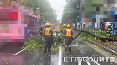 北市強降雨路樹倒塌!占據車道阻交通 警緊急交管移除
