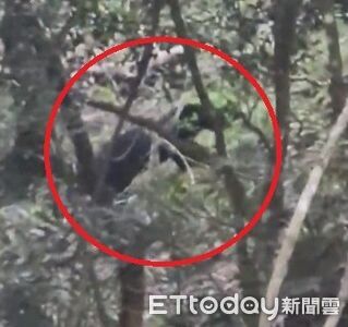 南橫驚見巨型台灣黑熊 目擊者驚喜「歷年來看過最大隻」