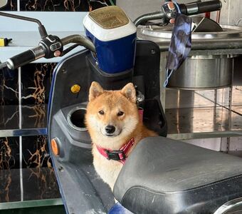 赤柴「柯P」台南後壁走失12天 飼主懸賞盼愛犬平安回家