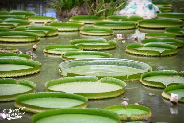 ▲▼蓮荷園休閒農場。（圖／部落客滿分的旅遊札記授權提供）