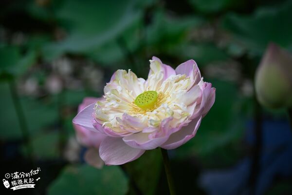 ▲▼蓮荷園休閒農場。（圖／部落客滿分的旅遊札記授權提供）