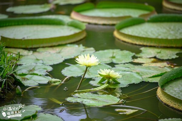 ▲▼蓮荷園休閒農場。（圖／部落客滿分的旅遊札記授權提供）