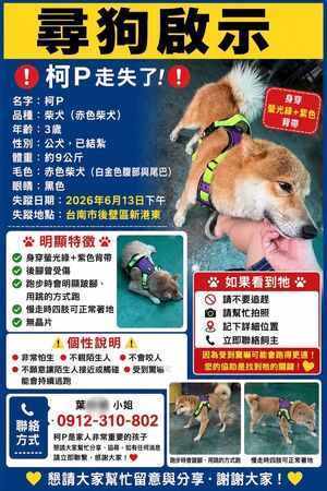▲赤色柴犬「柯P」6月13日下午在台南市後壁區新港東附近走失，至今仍無下落。（葉小姐提供，下同）