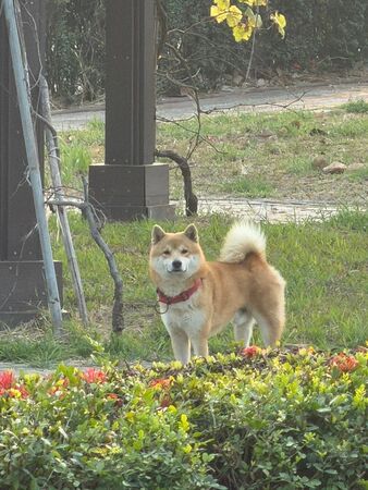 ▲赤色柴犬「柯P」6月13日下午在台南市後壁區新港東附近走失，至今仍無下落。（葉小姐提供，下同）