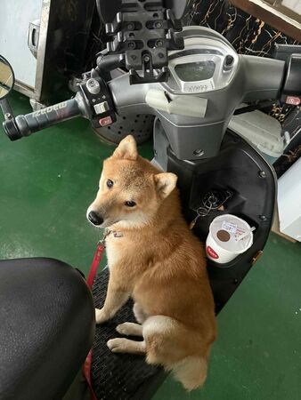 ▲赤色柴犬「柯P」6月13日下午在台南市後壁區新港東附近走失，至今仍無下落。（葉小姐提供，下同）