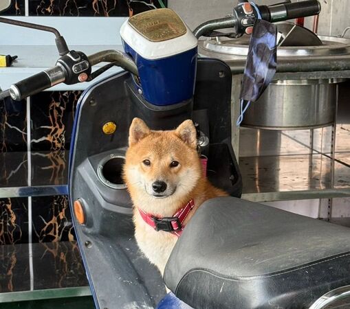 ▲赤色柴犬「柯P」6月13日下午在台南市後壁區新港東附近走失，至今仍無下落。（葉小姐提供，下同）
