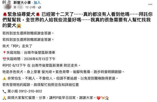 ▲赤色柴犬「柯P」6月13日下午在台南市後壁區新港東附近走失，至今仍無下落。（葉小姐提供，下同）