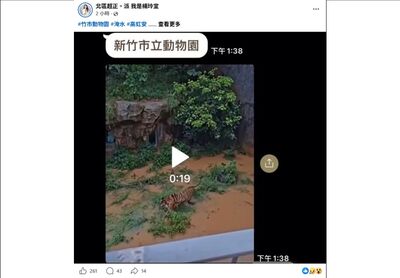 新竹動物園也淹了!孟加拉虎「睏寶」泡水畫面曝...園方曝現況