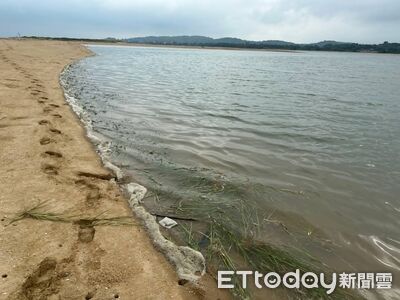 金門清除互花米草驚見「帶根漂流」恐隨潮汐擴散 金管處回應了